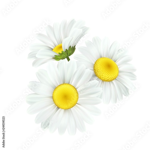 Chamomile daisy flower isolated on white background. Vector illustration