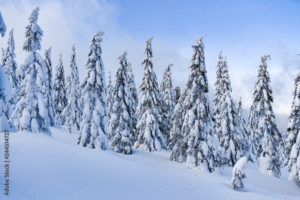Obraz premium Winter landscape, snow-covered trees in the mountains. Karkonosze, Poland.