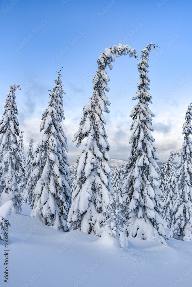Winter landscape, snow-covered trees in the mountains. Karkonosze, Poland. Winter landscape, snow-covered trees in the mountains. Karkonosze, Poland.