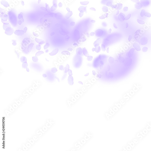 Violet flower petals falling down. Ideal romantic 