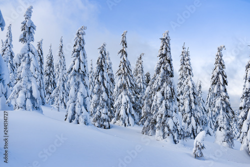 Winter landscape, snow-covered trees in the mountains. Karkonosze, Poland.