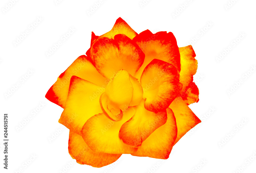 Red and yellow rose - obrazy, fototapety, plakaty 