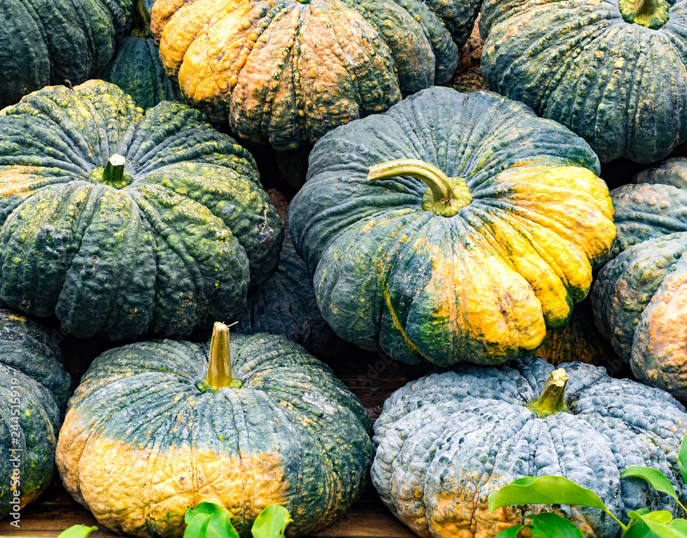 Pile of Pumpkins Pile of Pumpkins