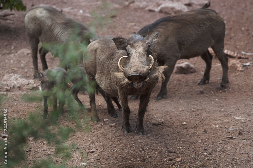 warthog portrait zambia warthog portrait zambia