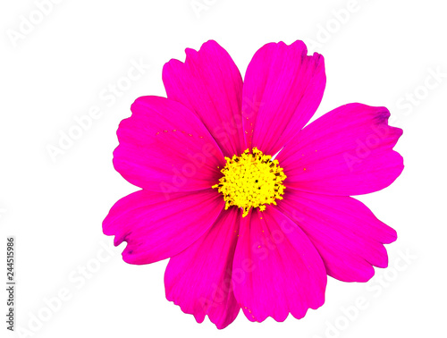 Pink Zinnia flower head