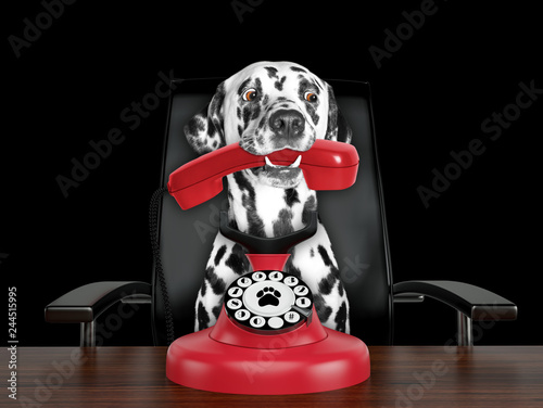 Dalmatian dog is talking by red old dial telephone. Isolated on black © helga1981