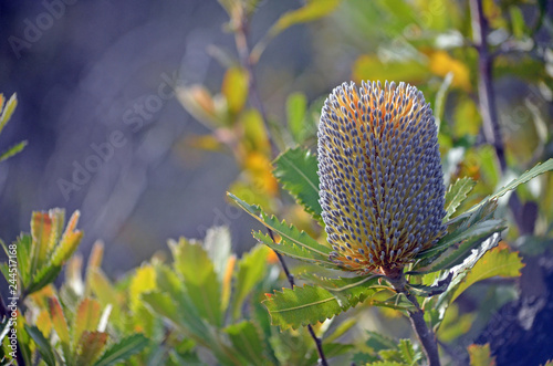 Canvas Print Australian native Old Man Banskia flower, Banksia serrata, Royal National Park, Sydney, NSW, Australia