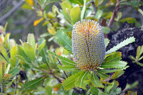 Australian native Old Man Banskia flower, Banksia serrata, Royal National Park, Sydney, NSW, Australia. photo