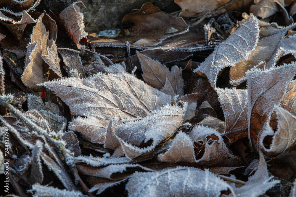 close up of leaves in hoar frost