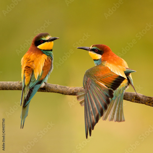 Pair of bee-eaters perched on a branch.