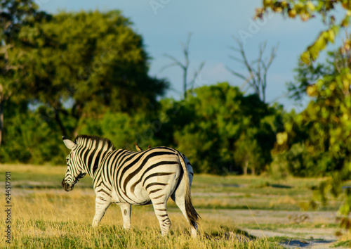 Zebra spotted in the bush in the Okavango Delta  Botswana