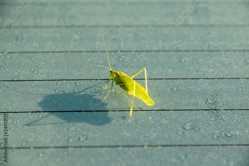 Grasshopper on a wet surface