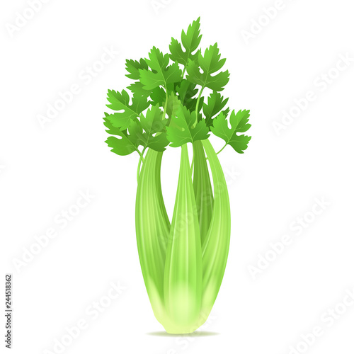 Realistic 3d Detailed Green Fresh Celery. Vector