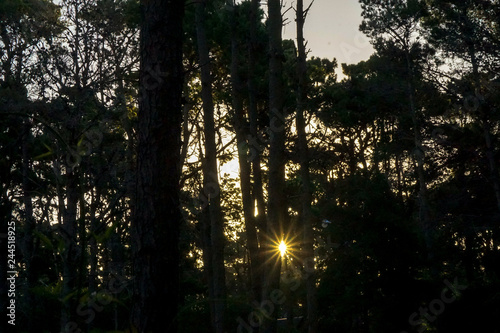 sol en el bosque de pinos 