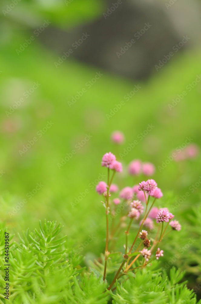 flower in green grass flower in green grass