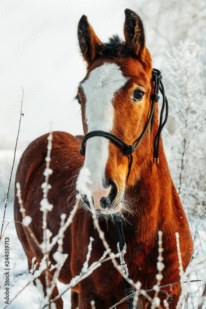 Fototapeta Rudowłosy źrebak na zaśnieżonej łące