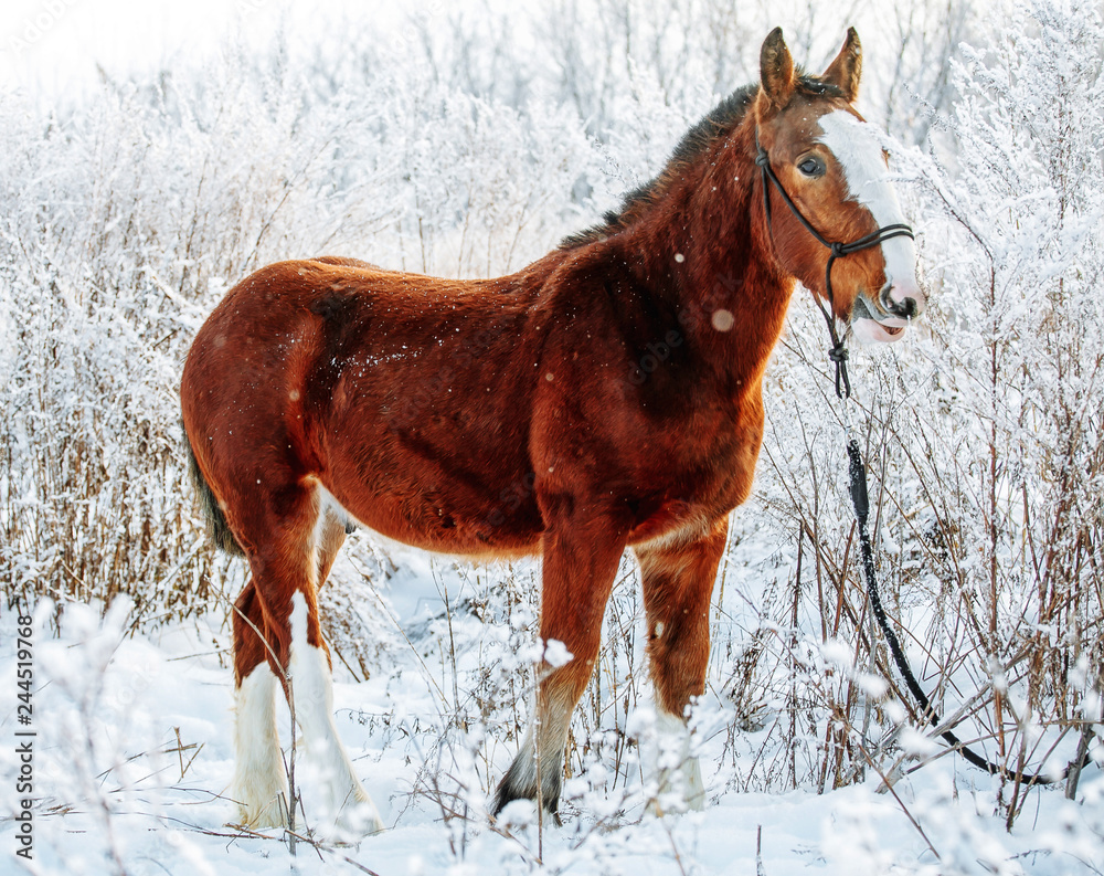 The red-haired foal in a snow-covered meadow The red-haired foal in a snow-covered meadow