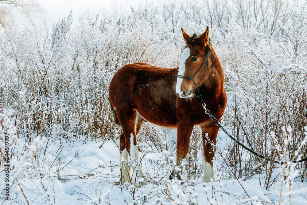 The red-haired foal in a snow-covered meadow The red-haired foal in a snow-covered meadow