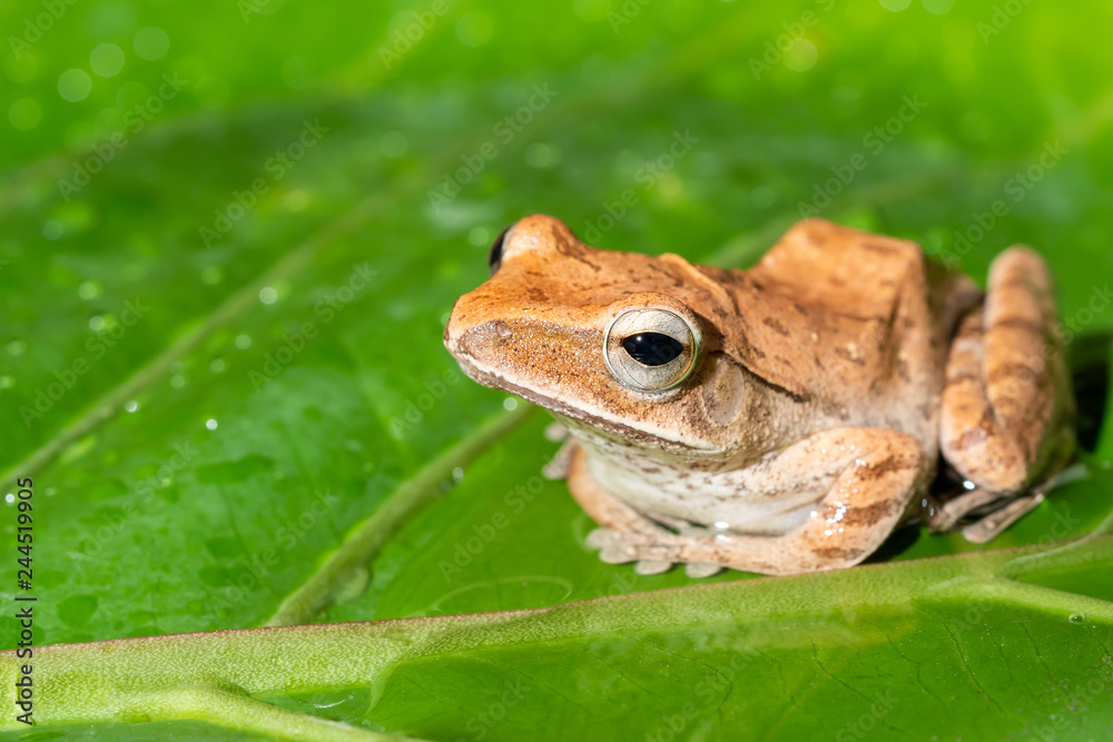 Obraz premium Tree frog on leaves
