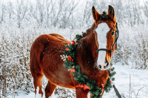 Red horse portrait in christmas decoration wreath