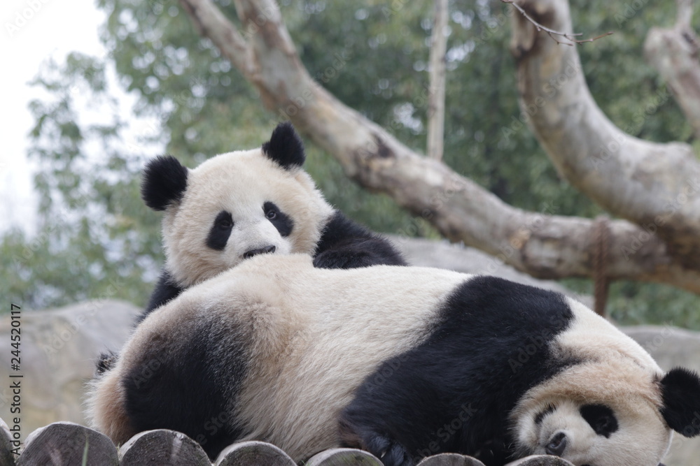 Precious Moment of Mother Panda and Her Cub, Bonding of Love Precious Moment of Mother Panda and Her Cub, Bonding of Love