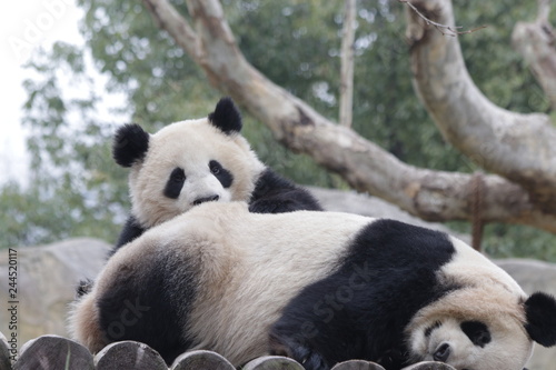 Fototapeta Naklejka Na Ścianę i Meble -  Precious Moment of Mother Panda and Her Cub, Bonding of Love
