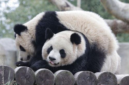 Precious Moment of Mother Panda and Her Cub, Bonding of Love