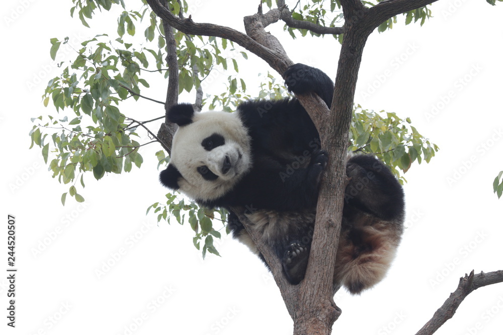 Obraz premium Panda Cub is Having Fun on the Tree