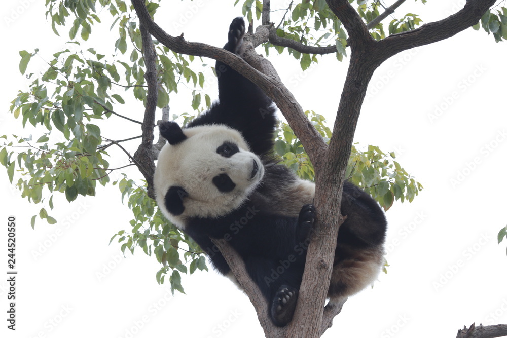 Fototapeta premium Panda is Having Fun on the Tree