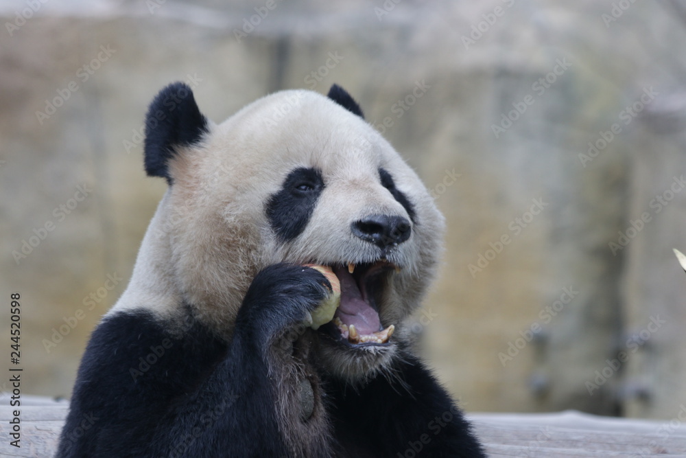 Fototapeta premium Funny Pose of Giant Panda while Eating Bamboo Shoot, China
