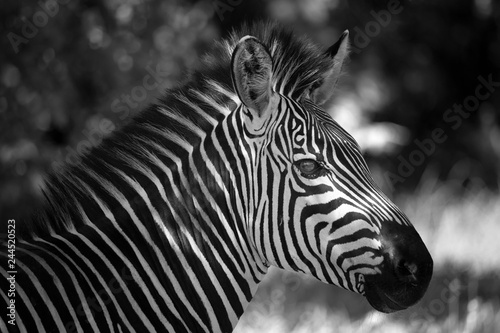 close up of zebra