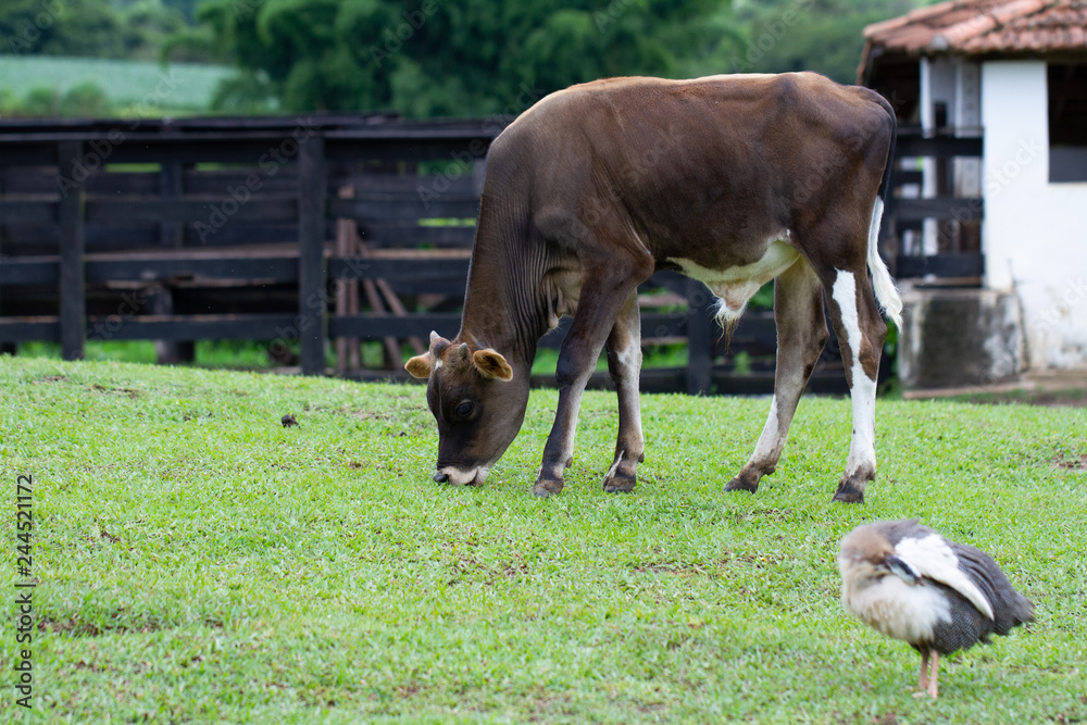Obraz premium Fazenda