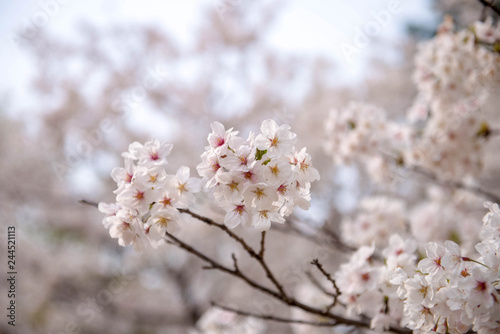 Close up sakura or cherry blossom  Japanese Spring Flower Sakura  Pink Cherry Flower © YAMADA STOCK