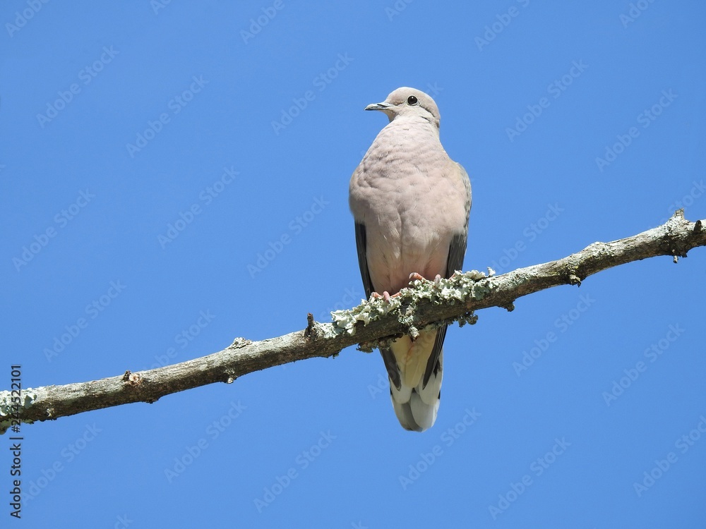 Close-up of a ground-dove perched on a dry branch on a clear blue sky day. Summer. There is space for caption or text. Close-up of a ground-dove perched on a dry branch on a clear blue sky day. Summer. There is space for caption or text.