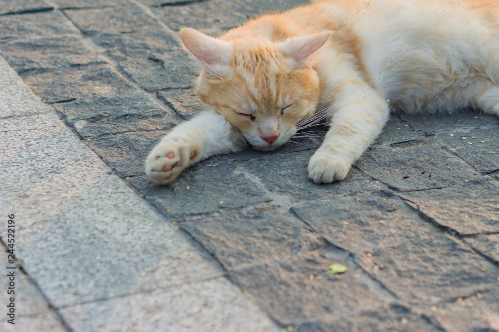 Fototapeta premium stray ginger cat sleeping on the pavement.