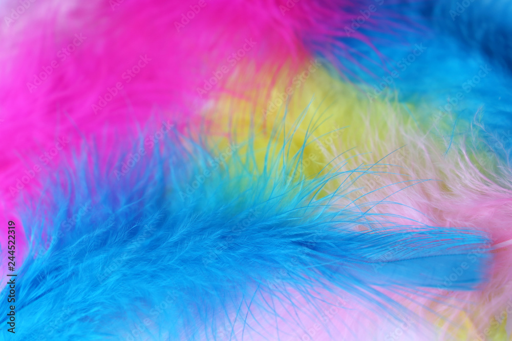Multi colored feathers texture. Colorful abstract background, natural fluff, symbol of gender equality