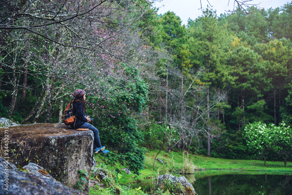 woman travel nature taking photographs pink sakura flower at doi Inthanon Chiangmai in Thailand.