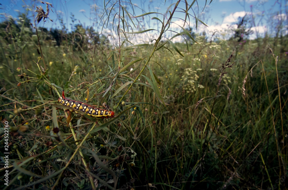 The caterpillar of a milkweed hawk moth (Hyles euphorbiae) creeps in thickets of a grass on a summer day in Ukraine The caterpillar of a milkweed hawk moth (Hyles euphorbiae) creeps in thickets of a grass on a summer day in Ukraine
