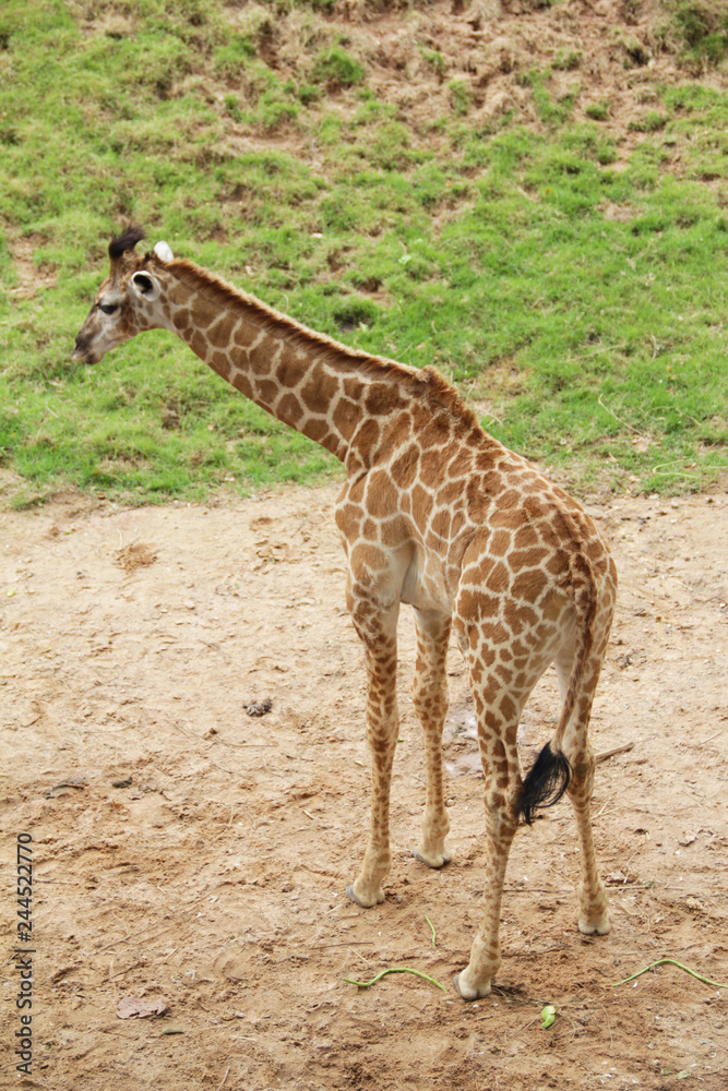 Obraz premium Giraffe stands back at the zoo in Thailand