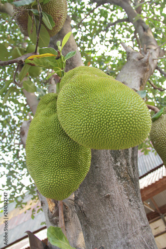 Two green durian grow on a tree