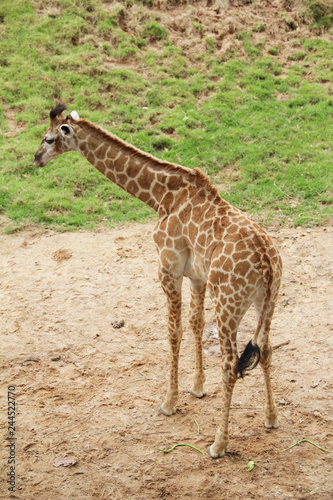 Giraffe stands back at the zoo in Thailand