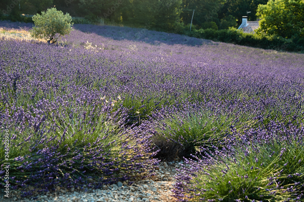 Obraz premium Field of lavender in France, Valensole, Cote Dazur-Alps-Provence, a lot of flowers, panorama, perspective, mountains on background