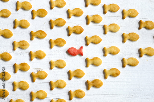 Photography Swim against the current concept with small cookies with fish shape on white woo