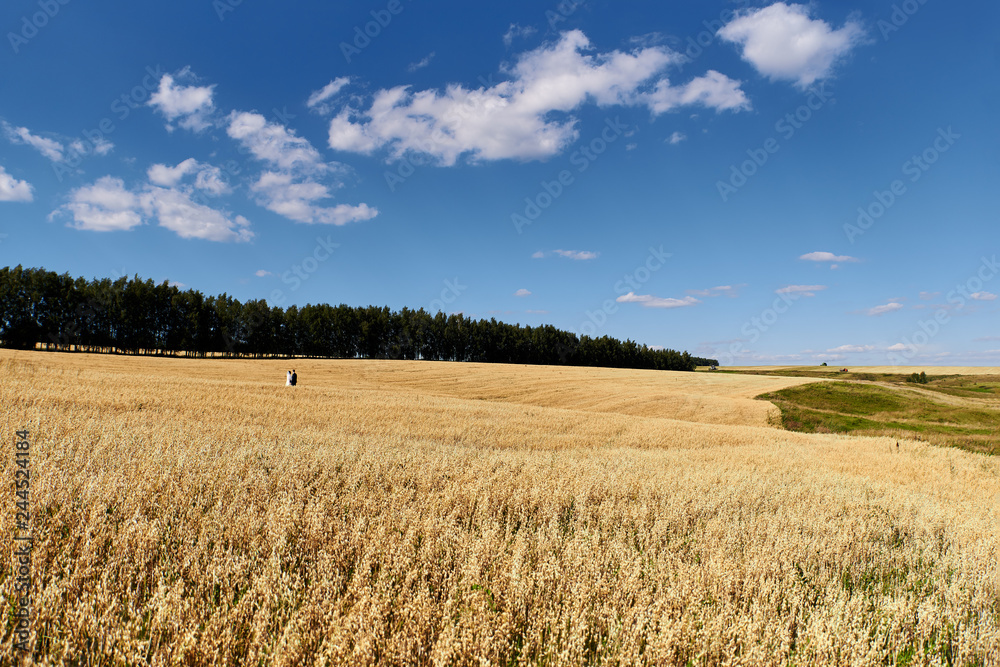 bride and groom in the field. Beautiful summer landscape bride and groom in the field. Beautiful summer landscape