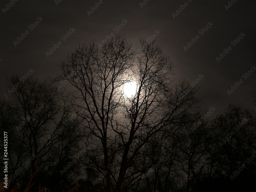 Silluette oak trees with full moon peaking through