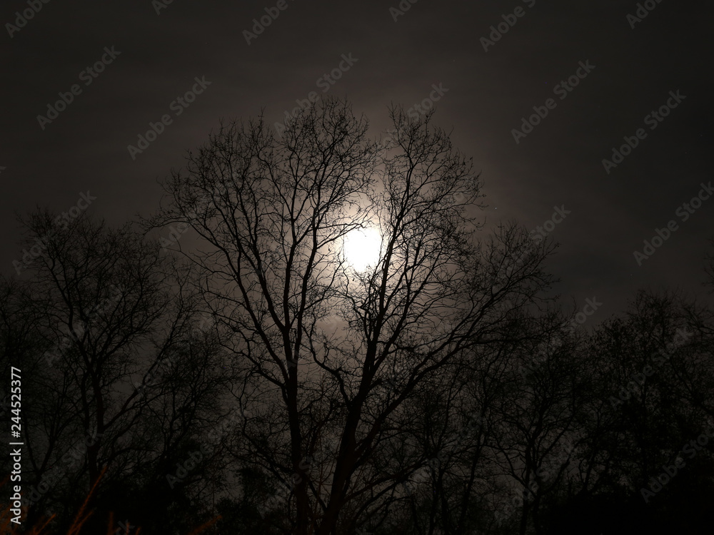 Silluette oak trees with full moon peaking through Silluette oak trees with full moon peaking through