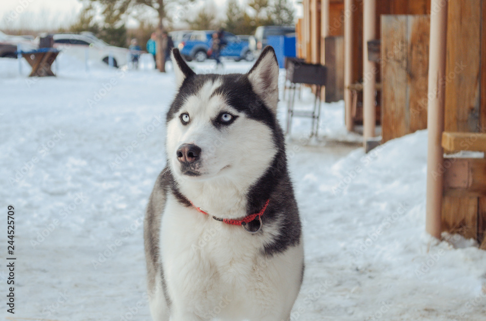 Naklejka premium Husky dog in the snow