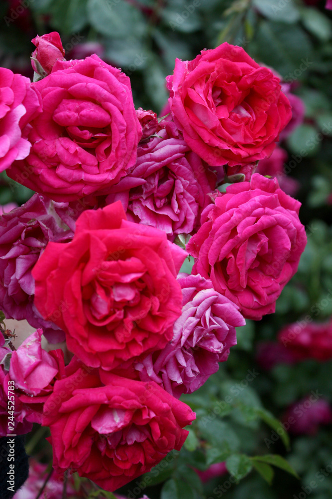 Obraz premium rose Bush. spring