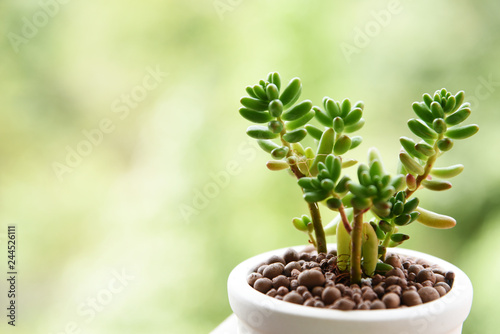 beautiful Succulent in pots on green nature background