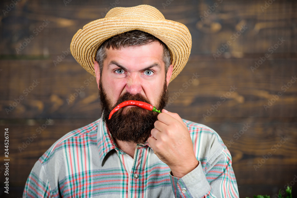 Fototapeta premium Bearded farmer hold chilli red pepper. Farmer angry hot chilli pepper wooden background. Rustic farmer straw hat likes spicy taste. Man hold pepper harvest. Emotions concept. Pepper harvest concept